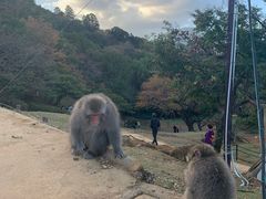 -岚山猴子公园