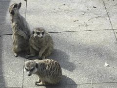 -合肥野生动物园