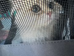 -博特宠物医院24h犬猫全科.骨科·异宠