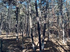 -帽儿山国家森林公园