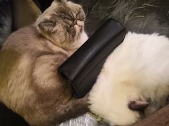 -猫色咖啡·猫咖