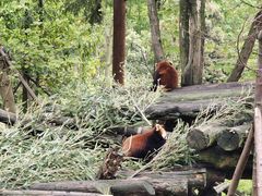 -都江堰中华大熊猫苑