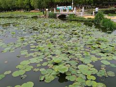-前关湿地公园