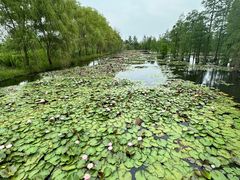 -池杉湖湿地公园