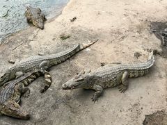 -广州长隆飞鸟乐园