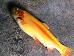 -玉水寨丽江源餐厅