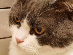 -Catmate·猫肥家润(金润铂宫店)