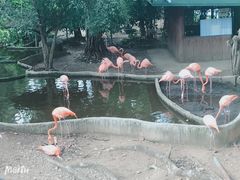 -清迈夜间动物园