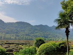 -中国茶叶博物馆(双峰馆区)