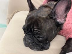 -怪兽屋·羊驼·猫咖·狗咖(俊华广场店)