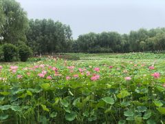 -东郊湿地公园