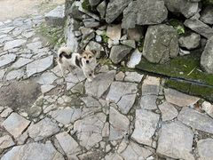 -高荡千年布依古寨旅游景区