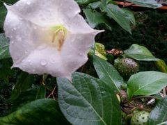 -广州神农草堂中医药博物馆