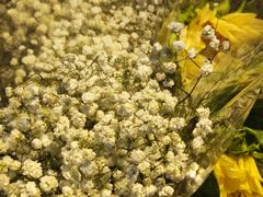 -循礼门鲜花花市(武汉循礼门店)