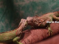 -广州长隆飞鸟乐园