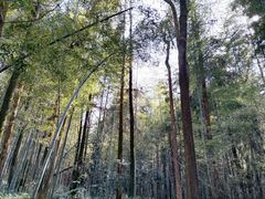 -象山森林公园