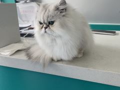 -博特宠物医院24h犬猫全科.骨科·异宠