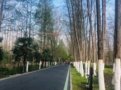 -合肥滨湖国家森林公园