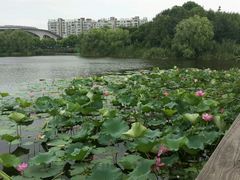 -新江湾城公园