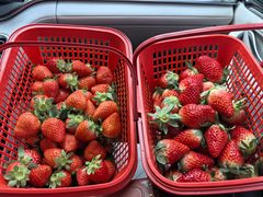 -喜杨洋草莓采摘园