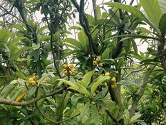 -白塘生态植物园