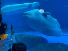 -海合安成都极地海洋公园