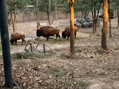 -清迈夜间动物园