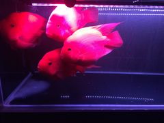 -皇冠幸福里动物奶油生日蛋糕(光谷软件园店)