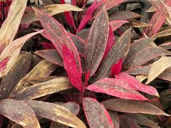 -南宫五洲植物乐园