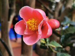 -八景休閒山莊  廣東十大名山莊