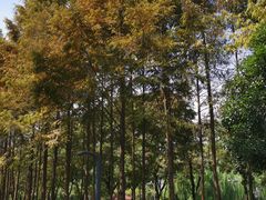 -后襄河公园