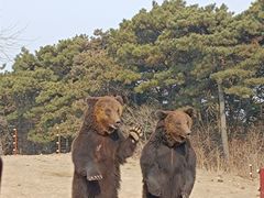 -沈阳森林动物园