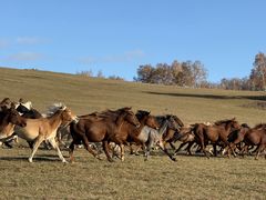 -塞罕坝国家级自然保护区