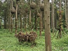 -东平国家森林公园