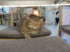 -喵园·猫主题咖啡厅·撸猫·猫咖(国贸店)