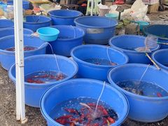 -中环花鸟鱼虫市场