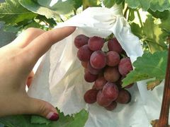 -马陆小张葡萄园农家乐