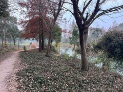 -贡湖湾湿地公园