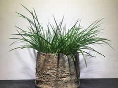 -植觉