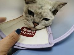 -美联众合动物医院(·中兽医·疑难杂症·严家桥分院)