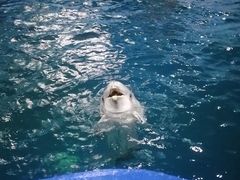 -石家庄极地海洋世界
