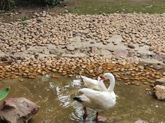 -广州长隆飞鸟乐园