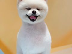 -宠物梦想家(日月豪庭店)