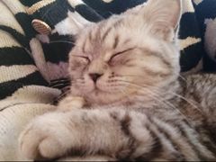 -Sweet cat·星愿猫咖(国贸大厦店)