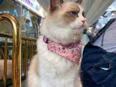 -喵喵咪呀布偶猫咖(春熙路店)