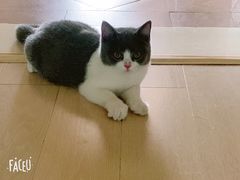 -糯米喵星人总部直营旗舰店·猫舍·幼猫出售