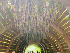 -合肥滨湖国家森林公园