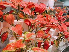 -KKV(深圳宏发大仟里店)