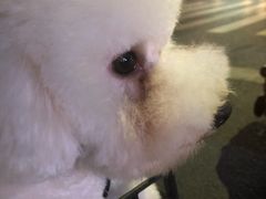 -佳雯宠物医院·皮肤科·内外科(春晓路分院)