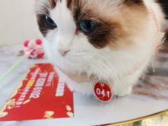 -喵喵咪呀布偶猫咖(春熙路店)